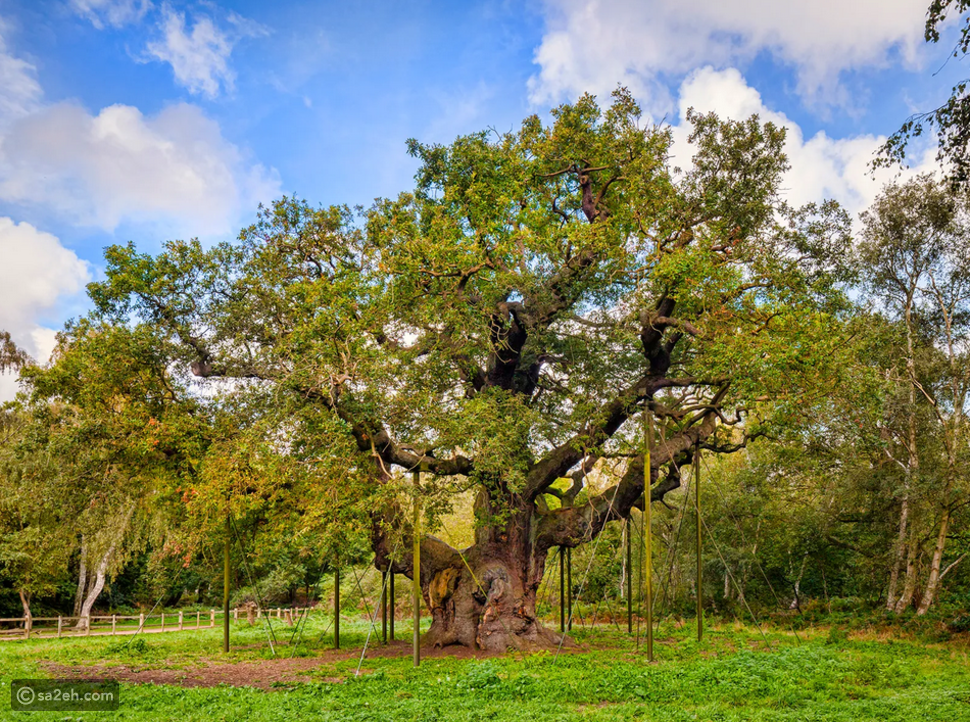 Vetarising Tree استكشاف روعة الطبيعة: أفضل 9 وجهات سياحية طبيعية في العالم