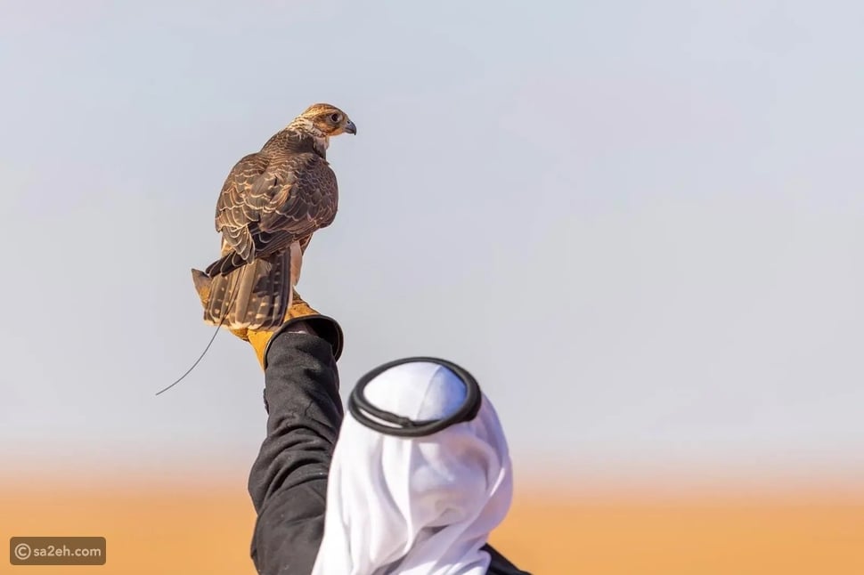 موسم هجرة الصقور يحول شمال السعودية إلى تجربة تراثية مرتبطة بالصحراء